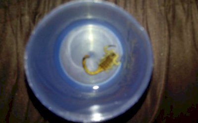 Três dias após nascer, bebê é picada cinco vezes por escorpião e sobrevive