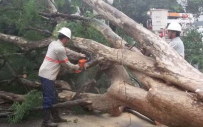 Fortes ventos derrubam mais de 30 árvores e deixa rastro de destruição em Dourados