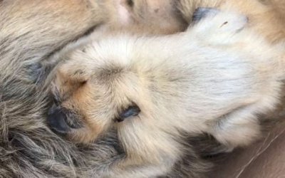 Filhote de bugio é encontrado vivo agarrado à mãe que morreu atropelada em MS