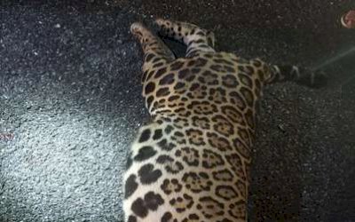 PMA encontra onça-pintada atropelada e morta em rodovia