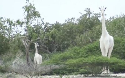 Caçadores matam duas das últimas três girafas brancas do mundo