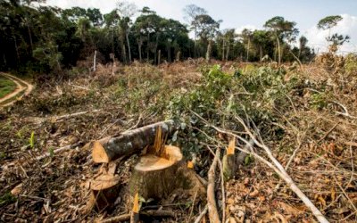 Coordenadora do Inpe é exonerada após dado de devastação na Amazônia.