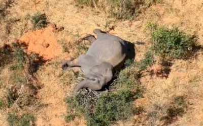 Morte de centenas de elefantes na Botsuana foi causada por toxinas na água