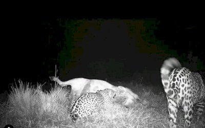 Onças degustam vaca como refeição do jantar no Pantanal de MS