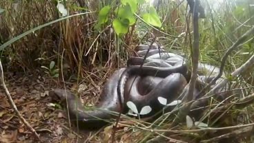 \'Orgia\' de sucuris impressiona fotógrafo no Pantanal de Mato Grosso do Sul: \'mais de 10\'