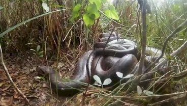 'Orgia' de sucuris impressiona fotógrafo no Pantanal de Mato Grosso do Sul: 'mais de 10'