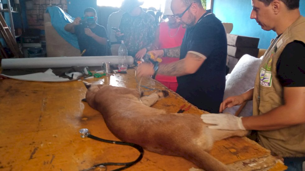 PMA, Bombeiros e Imasul, com técnicos do CRAS,  capturaram onça-parda em Bataguassu.