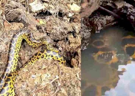 Em MS, pescador encontra sucuri imensa em barranco, volta para o barco e vê outra na água: 'coisa de louco'