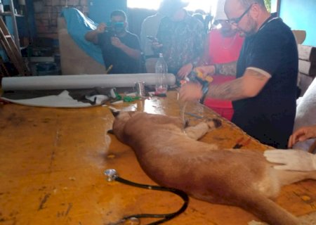 PMA, Bombeiros e Imasul, com técnicos do CRAS,  capturaram onça-parda em Bataguassu.