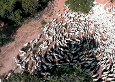 Rebanho bovino cai 2,2%, mas MS se mantém como quinto maior do Brasil, aponta IBGE