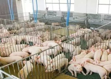 FCO tem R$ 300 milhões para financiamento à avicultura e suinocultura em MS .