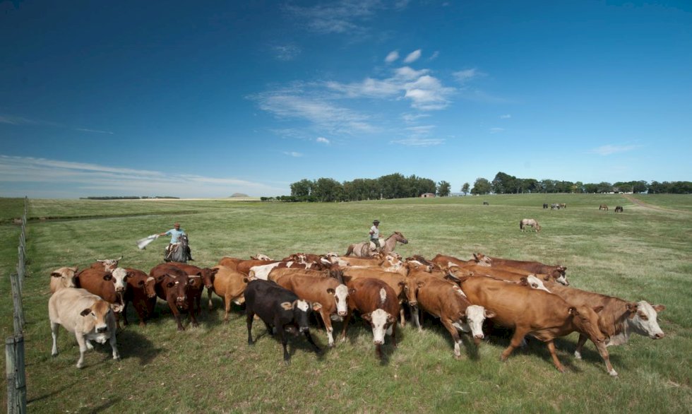 Bancos vão endurecer regras para concessão de crédito a frigoríficos