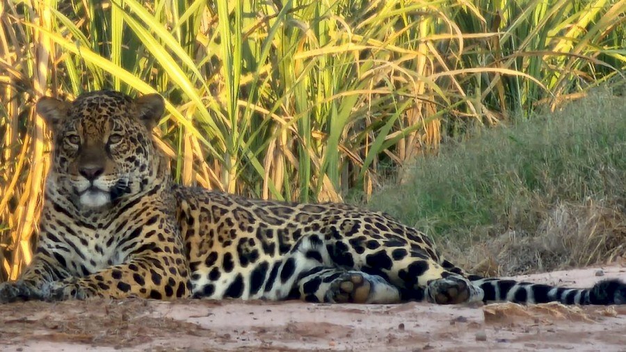 \'Privilégio para poucos e importante registro para a fauna da região\', diz morador de Taquarussu após fotografar onça-pintada em propriedade rural do município.