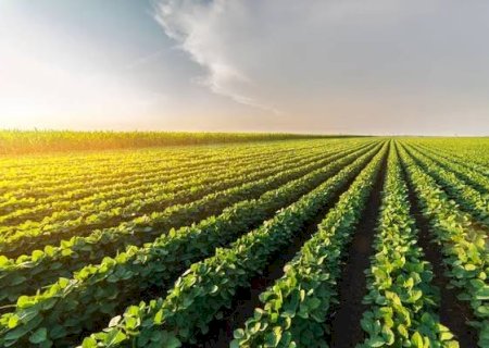 Soja: Chicago despencou nesta terça-feira. Entenda o motivo