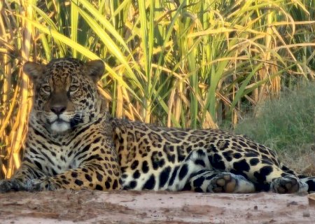 'Privilégio para poucos e importante registro para a fauna da região', diz morador de Taquarussu após fotografar onça-pintada em propriedade rural do município.