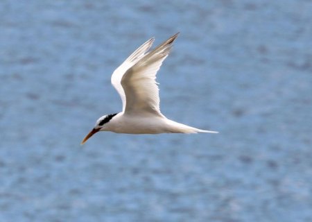 Governo abre crédito de R$ 200 milhões para combater gripe aviária