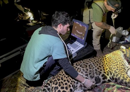PMA de Miranda auxilia Institutos no monitoramento de onças-pintadas no Morro do Azeite