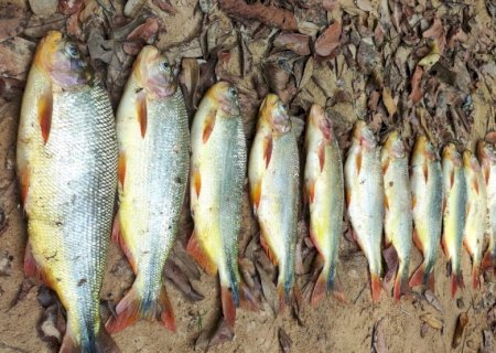 Polícia localiza e autua infrator que divulgou fotos de pesca predatória nas redes sociais
