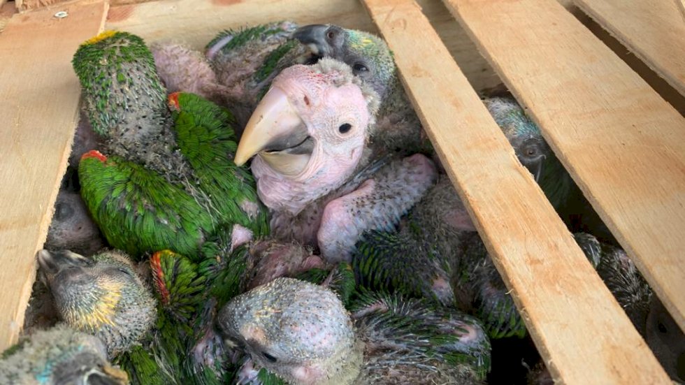 PMA autua dois moradores de Ivinhema em R$ 1.040.000,00 pelo tráfico de animais silvestres.
