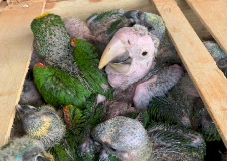 PMA autua dois moradores de Ivinhema em R$ 1.040.000,00 pelo tráfico de animais silvestres.
