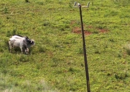 Falha em rede elétrica causa morte de bovinos e mais de R$ 20 mil em prejuízo em fazenda