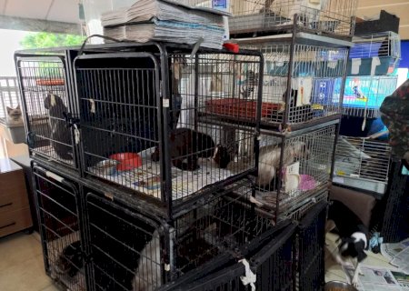 Polícia Militar Ambiental aplica multa de R$175.000,00 a ONG de Campo Grande por maus-tratos