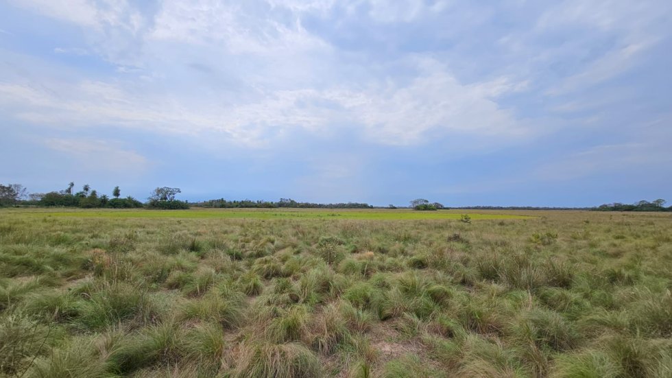 Ação conjunta entre Governo e Organizações da Sociedade Civil reforça infraestrutura do Parque Estadual do Pantanal do Rio Negro