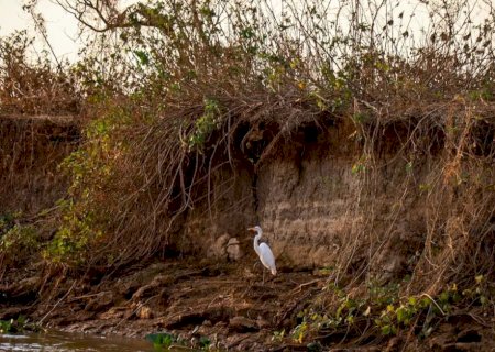 Brasil enfrenta pior seca da história e MS é um dos estados mais afetados