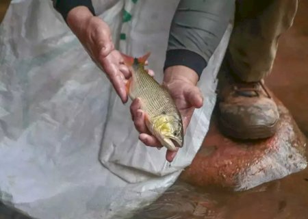 Defensoria aponta falhas no projeto de lei que proíbe a pesca em MS