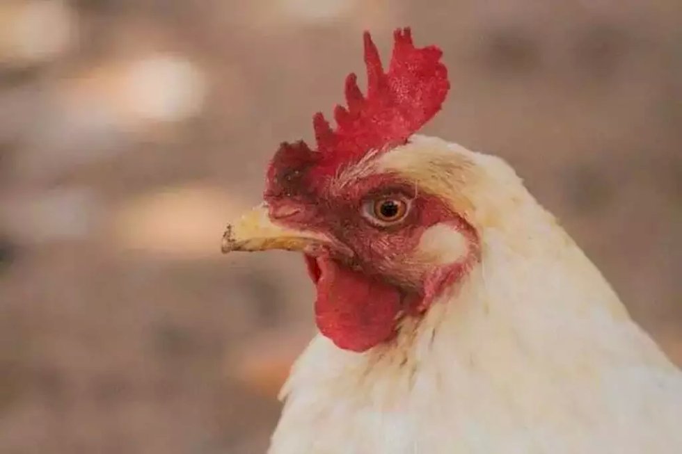 Iagro investiga suspeita de gripe aviária em galinha doméstica em cidade do MS