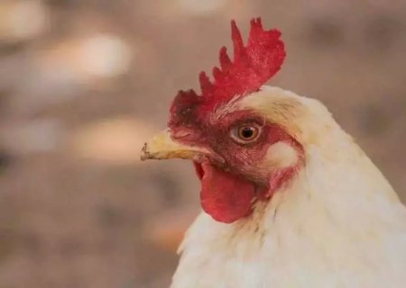 Iagro investiga suspeita de gripe aviária em galinha doméstica em cidade do MS