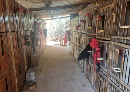 PMA flagra rinha de galos e aplica multa de R$ 58 mil