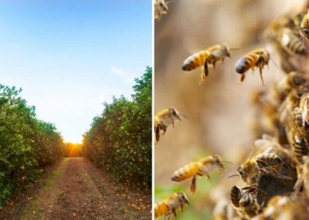 Homem morre após ser atacado por abelhas em plantação de laranja