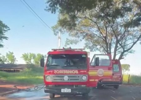 Abelhas mata cachorro após ataque em Fátima do Sul