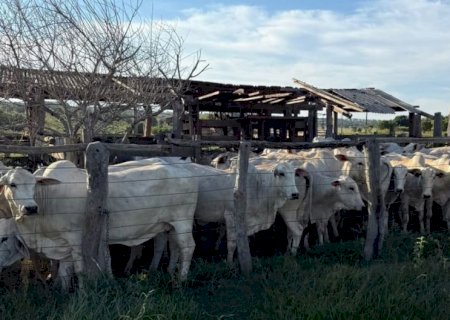 Nova Andradina: Polícia Civil prende pai e filho duas vezes em 48 horas por receptação de bovinos