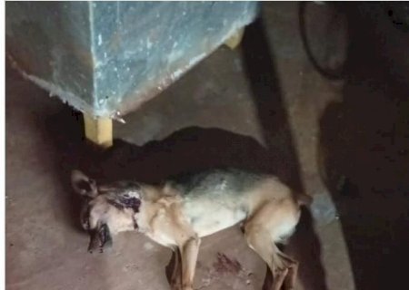 Ivinhema - Mulher relata medo da onça ao abater seus dois cachorros