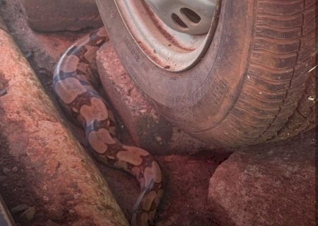 Polícia Ambiental captura jiboia em área urbana de Campo Grande
