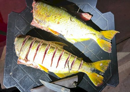 Pescador é preso em flagrante com dourado e é multado em 11 mil reais no Rio Dourado