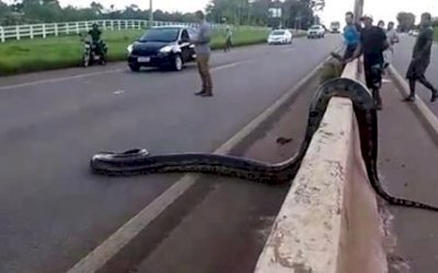 GIGANTE: Cobra sucuri é vista de novo e consegue seu objetivo na BR-364 - VÍDEO
