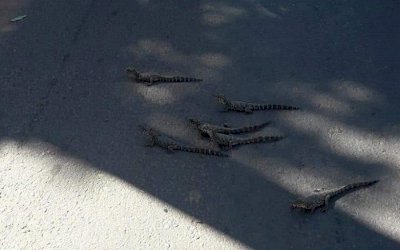 Trânsito para em Aquidauana e filhotes de jacaré atravessam a rua