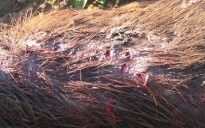 Onça abate capivara próximo a UEMS em cidade no MS.