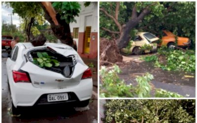 Ventania derruba árvores e destelha casas no interior de MS
