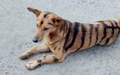 Agricultor transforma cão em tigre para afugentar macacos de plantação