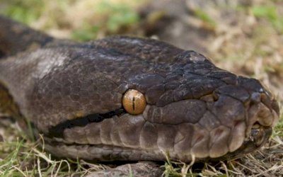 Mulher descobre píton vivendo dentro do colchão em que dormia