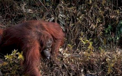 Orangotango estende a mão para 'salvar' homem em rio com cobras