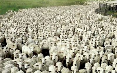 VÍDEO MOSTRA O REI DO GADO, O MAIOR REBANHO DO BRASIL!