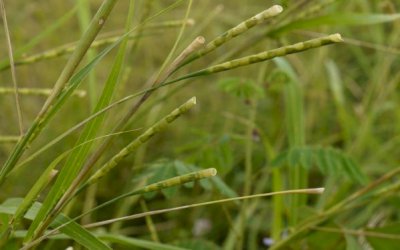 Capim-camalote será a planta daninha a ser batida nos próximos anos