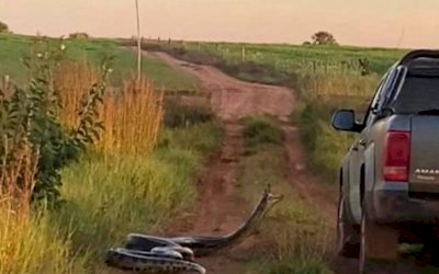 VÍDEO: Sucuri de mais de 7 metros ataca caminhonete no MS