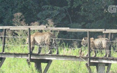 Onça-pintada com filhote são flagrados passeando em passarela de madeira no Pantanal de MS.