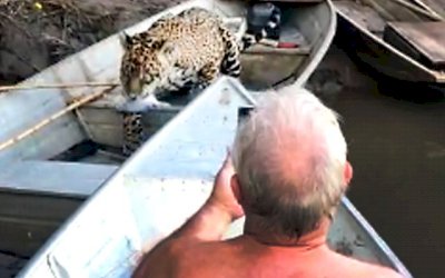 ‘Olha o ladrão’, onça-pintada rouba peixe de barco de pescadores no Rio Aquidauana
